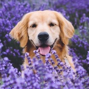 Read description 🍀❗️